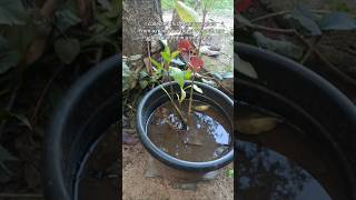 Planting white mangrove tree at home whitemangrove gardening [upl. by Suoirad375]