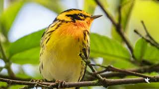 Blackburnian Warbler Dendroica fusca [upl. by Herbert421]