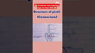 😱reproduction in flowering plants class 12GynoeciumPistilstructure shortsbiologycbscneet 📝❤️ [upl. by Nhor]