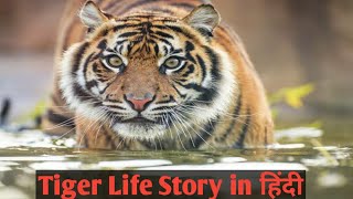 Tiger full life story in Hindi  Animal Planet Hindi [upl. by Whittaker]