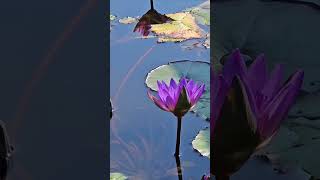 수련睡蓮 Nymphaea tetragona 청순한마음 [upl. by Yenitirb]