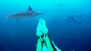 Blue Water Spearfishing Pesca Sub com Diego Santiago [upl. by Manon]