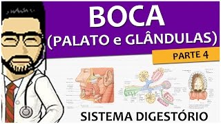 Sistema digestório 05  Palato e glândulas salivares anatomia e histologia [upl. by Wehrle933]