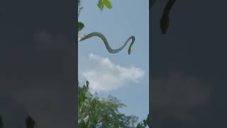 The Incredible Flying Snake 🐍 shorts discovery [upl. by Gilleod]