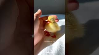 Rescue Baby Duck 😍 [upl. by Nosnhoj]