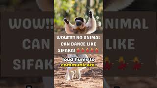 The UNBELIEVABLE Dance of the Sifaka [upl. by Maudie192]