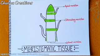 Meristemati tissue in plants diagram meristematic tissue diagram [upl. by Nahtaj]