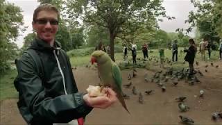 Feeding Birds in Hyde Park London [upl. by Philender]