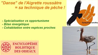 La quotdansequot de lAigrette roussâtre  sa technique de pêche spécialisée [upl. by Tarrah]