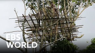 A Tree House 115ft Above the Wilderness Home to the Last Generation of the Primitive Tribe [upl. by Fortunio]