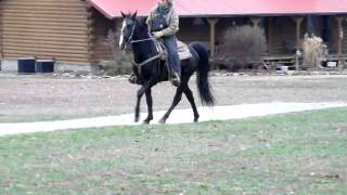 All American Cash 3 Year Old Tennessee Walking Horse Stud [upl. by Ynnep]