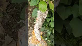 8 ft almond plant  badam ka plant shotrs plants plantlover shortsfeed [upl. by Ymeraj]