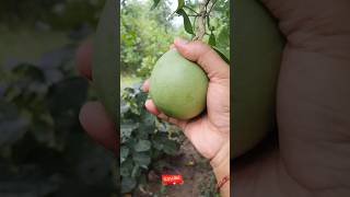 Picking and Showing green bael bael baelfruit fruit fruitpicker fruitfarming fruits pholo [upl. by Sokem]