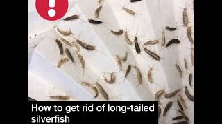 How to get rid of longtailed silverfish [upl. by Lienet499]