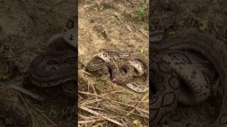 highly Venomous snakes releasingviralvideotrendingwildlifeyoutubeanimalsfarmingworld [upl. by Theola]