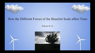 Beaufort Scale Trees [upl. by Anelram]