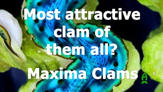 Most desirable clam of them all  All about Maxima Clams with Biota Aquariums [upl. by Assenej]