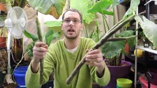 Planting Plumeria Cuttings  Frangipani [upl. by Blanchette]