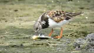 Ruddy Turnstone Eating [upl. by Lyda]