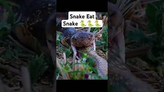 Wildlife Animals The King Cobra Nature’s Deadliest Showman natgeo wildlife animals natgeolive [upl. by Alledi]