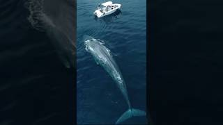 Blue Whale In The Ocean  bluewhales whale ocean sea trending shorts viral [upl. by Lepley]