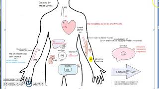 Pharmacology 130 c ADR of Beta Blocker Propranolol Bradycardia Hypoglycemia Lipid withdrawal [upl. by Deanna876]