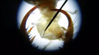 Microscopic view of Antlion feeding Skip to 450 and 546 for the best parts [upl. by Melli]