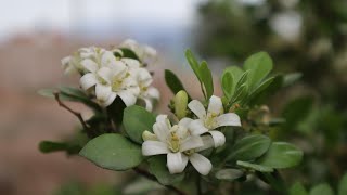 Cómo cuidar del Jazmín de Azahar  Murraya paniculata  Limonaria  Azahar de la India [upl. by Mientao]