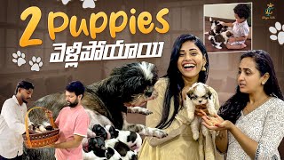 2 Puppies వెళ్లిపోయాయి 😢  Shih Tzu Puppies  Lasya Talks [upl. by Nanerb]