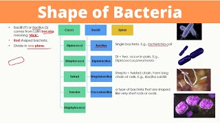 Shape of Bacteria  Arrangements of Cocci Bacilli and Spiral  Monera [upl. by Cappella]