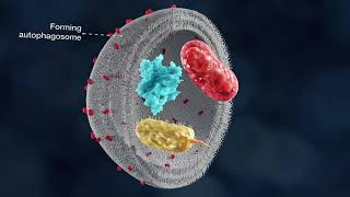 The mechanism of autophagy [upl. by Akeit]