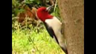 REDHEADED WOODPECKER AND ITS CALLAVI [upl. by Valida]