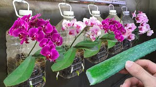 I grow orchids in this new way orchids grow roots and bloom all year round [upl. by Akerboom]