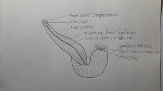 Hirudinaria manillensisleechজোকhsc biology2 chupter1 [upl. by Pittman530]