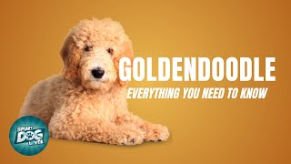 Goldendoodle Dog Breed Guide  Dogs 101  Goldendoodle Puppies to Adults [upl. by Einnel]