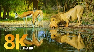 Amazing Wildlife of Botswana  8K Nature Documentary Film with music [upl. by Col]