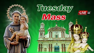 🅻🅸🆅🅴  19112024  Tuesday Morning Mass  Our Lady of Assumption Church Nellithope [upl. by Willette]