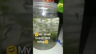 🤗please subscribe for big Guppy tank setup guppy viralvideo aquarium 🤗 [upl. by Parrott464]