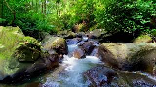 Relaxing With Natural Forest Space Gentle Small Streams Calming Forest River Sounds Heal Your Mind [upl. by Benoite]