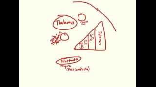 Parkinsons  pathophysiology and Clinical Presentation [upl. by Adnamas882]