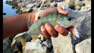 Micro Yemlerle Tatlı Su Levreği Avı  Perch Fishing With Micro Lures [upl. by Benton370]