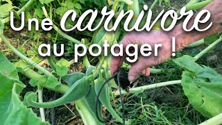 La griffe du diable  une carnivore au potager [upl. by Aisined]