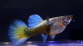 A Golden Guppy Fish Giving Birth [upl. by Sacram]