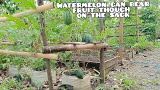 How to grow watermelon seeds in used sacks [upl. by Annuhsal]