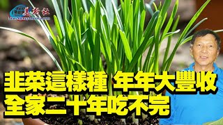 韭菜這樣種，年年大豐收，全家20年吃不完！ [upl. by Ijic239]