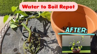 Water to Soil Swiss Cheese Plant Repot JboosPlantsBonsai plants repotting plantcare [upl. by Avi]