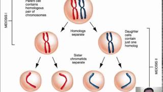 33  Meiosis 12 [upl. by Wie410]