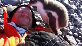 Baby Penguin Meets Human For First Time [upl. by Neicul]