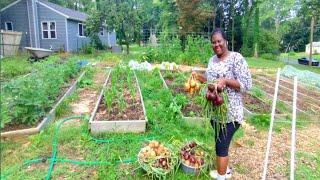 Backyard garden onions harvest [upl. by Oicnaneb]