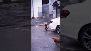 DogsCats Teach you how to drift cat funny dog [upl. by Selima]